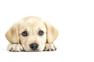 Labrador retriever puppy isolated on white background with copy space. photo
