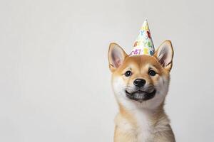 Shiba inu puppy with birthday hat on a white background. photo