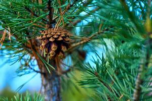 Green saturated spruce branches fir with cone,needles photo
