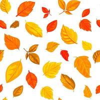 Colorful autumn leaves in various shades and shapes on a white background. Seamless pattern concept. illustration vector