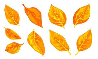 Various colorful autumn leaves in different shapes, illustrated in a vibrant graphic style on a white background, representing fall season. illustration vector