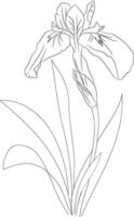 Iris cathartica flower art, illustration of a font view iris flower in hand-drawn botanical summer elements natural collection, iris line art for coloring page vector