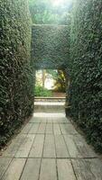 corridor of green bushes with an exit in the Central Park of Porto, Portugal. The concept of enlightenment at the end of a long difficult path photo