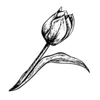 The tulip flower. A black and white graphic illustration made by hand. A design element. Isolated on a white background. For packages, labels and flyers, posters and banners. vector
