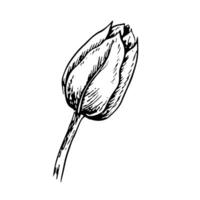The tulip flower. A black and white graphic illustration made by hand. A design element. Isolated on a white background. For packages, labels and flyers, posters and banners. vector