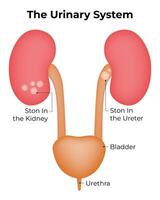 The Urinary System Science Design Illustration Diagram vector