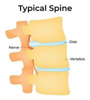Typical Spine Science Design Illustration Diagram vector