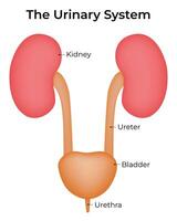 The Urinary System Science Design Illustration Diagram vector