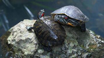 Two turtles sitting on top of a rock in the water video