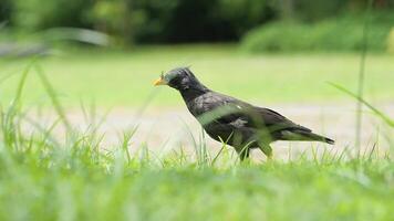 A black bird standing in the grass video
