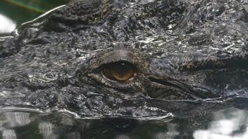 A close up of an alligator's eye in water video