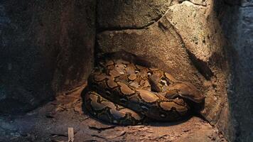 A snake curled up in a cave with a light shining on it video
