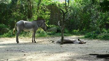 A zebra standing next to a dead zebra video