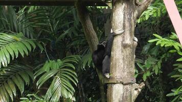 A monkey climbing up a tree in the jungle video