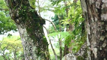 A man is walking through a forest with a backpack video