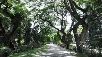 A pathway lined with trees and bushes in a park video