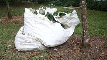 A bag of bags sitting on the ground near a tree video