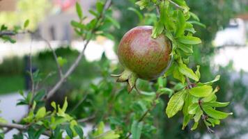 A Beautifully Ripe Pomegranate is Growing on a Tree Branch, Ready for Harvest and Enjoyment video