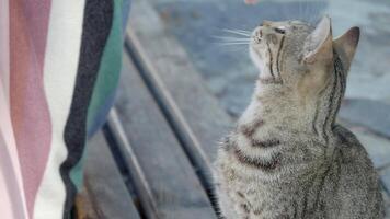 A Playful and Energetic Cat Engages in Interactive Play with a Persons Hand, Inviting Joy video
