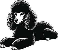 A black poodle dog with a big black fur vector