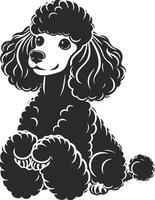 Black poodle dog sitting down on a white background vector