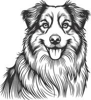 Australian shepherd dog drawing vector