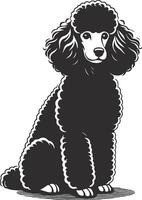 A black poodle sitting down on a white background vector