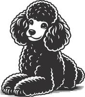 A black and white poodle dog sitting down vector