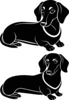Two black and white dachshunds sitting on a white background vector