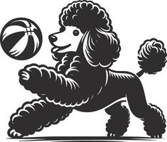 A black and white poodle playing with a basketball vector