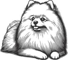 Pomeranian dog coloring pages vector