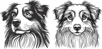 Two dogs, one is a border collie and the other is a shepherd vector