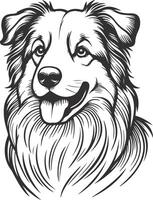 Australian shepherd dog head, black and white illustration vector