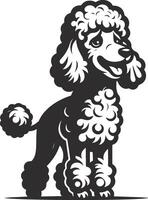 A black and white poodle dog standing in front of a white background vector