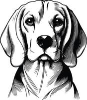 Beagle dog illustration vector