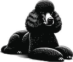 A black poodle sitting down on a white background vector