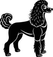 A black and white poodle dog standing on a white background vector