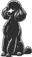 A black poodle sitting on a white background vector