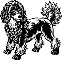 A black and white poodle dog standing in front of a white background vector