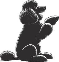 A black poodle sitting down with its paws up vector