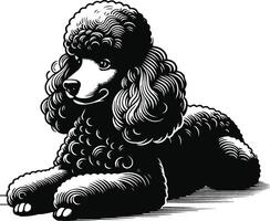 A black and white drawing of a poodle vector