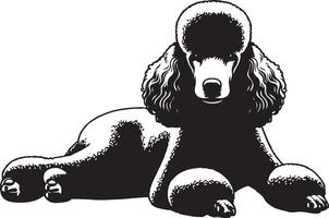 A black and white poodle sitting down vector