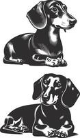 Two black and white illustrations of a dachshund vector