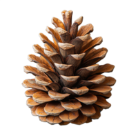 A pine cone is shown in its natural form, with its scales and texture visible png