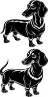 Two dachshunds in black and white on a white background vector