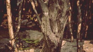 Intricate tree bark textures in a forest setting during late afternoon sunlight video