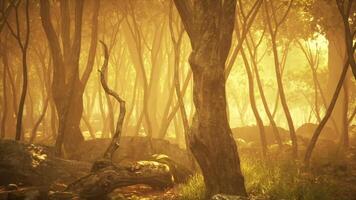 Golden light filters through trees in a tranquil forest setting at sunset video