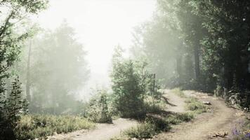 Pathway through misty forest with sunlight filtering at dawn video