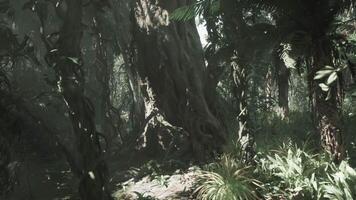 Exploring Chinas lush jungle with vibrant foliage and tall trees video