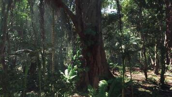 Exploring the lush greenery of a vibrant jungle in China during daylight video